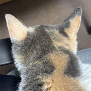 Meet your Posher, Maggie